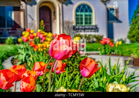 Leuchtende Tulpen blühen im Garten eines Hauses an einem sonnigen Frühlingstag Stockfoto