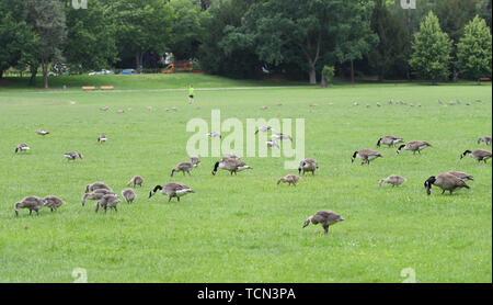 08. Juni 2019, Hessen, Frankfurt/Main: Kanada Gänse essen auf der Wiese des Frankfurter Ostpark. Um die lästigen Wildgänse weg von der Liegewiese zu halten, ein neues Screening Hedge hat gepflanzt worden. Ziel des Verfahrens ist die 'Modell Project Nile Gans Management' beizubehalten, um Alternativen zu den oft geforderten Schießen von Nil Gänse und andere wilde Gänse zu finden. (Zu dpa' Hecke wird nil Gänse weg von der Wiese im Frankfurter Ostpark") Foto: Arne Dedert/dpa Stockfoto