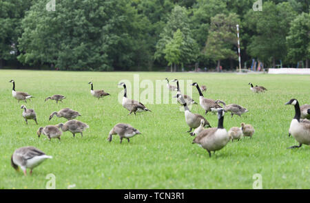 08. Juni 2019, Hessen, Frankfurt/Main: Kanada Gänse essen auf der Wiese des Frankfurter Ostpark. Um die lästigen Wildgänse weg von der Liegewiese zu halten, ein neues Screening Hedge hat gepflanzt worden. Ziel des Verfahrens ist die 'Modell Project Nile Gans Management' beizubehalten, um Alternativen zu den oft geforderten Schießen von Nil Gänse und andere wilde Gänse zu finden. (Zu dpa' Hecke wird nil Gänse weg von der Wiese im Frankfurter Ostpark") Foto: Arne Dedert/dpa Stockfoto