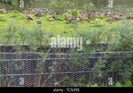 08. Juni 2019, Hessen, Frankfurt/Main: Nil Gänse haben auf dem Teich des Frankfurter Ostpark hinter einer neu errichteten Zaun nieder. Um die lästigen Wildgänse weg von der Liegewiese zu halten, ein neues Screening Hedge hat gepflanzt worden. Ziel des Verfahrens ist die 'Modell Project Nile Gans Management' beizubehalten, um Alternativen zu den oft geforderten Schießen von Nil Gänse und andere wilde Gänse zu finden. (Zu dpa' Hecke wird nil Gänse weg von der Wiese im Frankfurter Ostpark") Foto: Arne Dedert/dpa Stockfoto