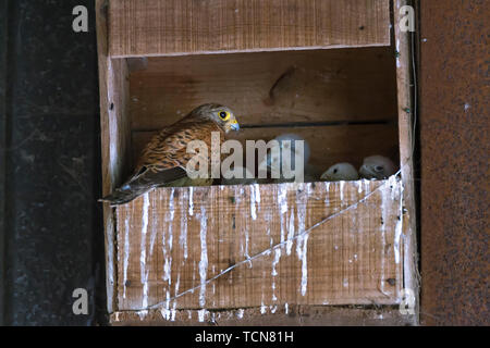 Earls Barton. Northamptonshire, Großbritannien. 9. Juni, 2019. Wetter, nach starkem Regen in den letzten Tagen Kestrel Küken brüten in einer alten Eule, Wachsen und Gut. Credit: Keith J Smith./Alamy leben Nachrichten Stockfoto