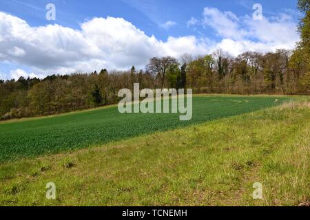 Sicht über die Felder von Wendover Woods, Buckinghamshire, Großbritannien Stockfoto