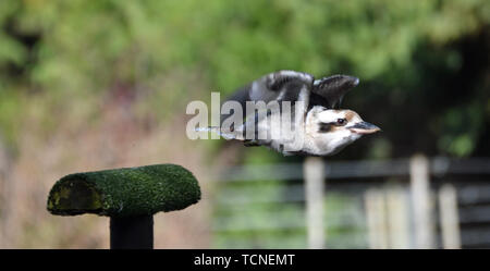 Kookaburra fliegen in einem Flying Display an der Vogelwelt in Surrey, Großbritannien Stockfoto