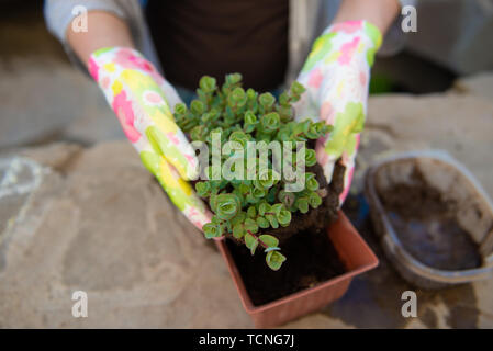 Weibliche Hände im Garten Handschuhe Transplantation eine Blume Stockfoto