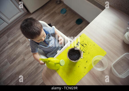 Zwei Jahre junge Gartenarbeit Blumenerde Pflanzen Stockfoto