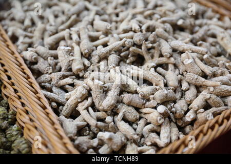 Citi Ginseng, Amerikanischer Ginseng Stockfoto