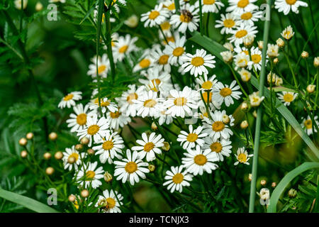 Nahaufnahme der vielen weissen Matricaria Chamomilla (Kamille) Blumen im hellen Sonnenschein Stockfoto