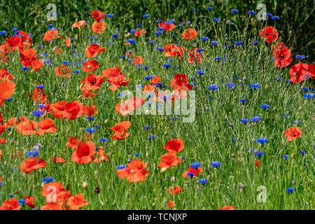 Malerische Bereich der roten Mais Mohn und blauen Kornblumen im hellen Sonnenschein Stockfoto