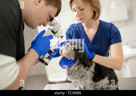 Veterinär- und Augenärzte untersuchen das verletzte Auge eines Hundes mit einer Spaltlampe in einer Tierklinik. Stockfoto