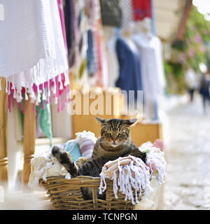 Die Katze im Korb. Stockfoto