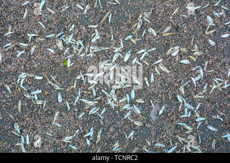 Braune Textur aus rotem Granit Schotterweg mit vereinzelten weißen Blütenblätter. Sand und Steine auf dem Boden Hintergrund. Der Boden ist mit Stein bedeckt Stockfoto