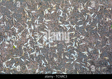 Braune Textur aus rotem Granit Schotterweg mit vereinzelten weißen Blütenblätter. Sand und Steine auf dem Boden Hintergrund. Der Boden ist mit Stein bedeckt Stockfoto
