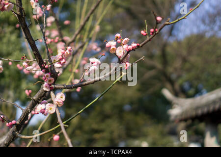 Suzhou Huqiu Scenic Area Pflaume Stockfoto