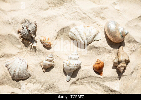 Eine Ansicht der Muscheln im Sand am Strand Stockfoto