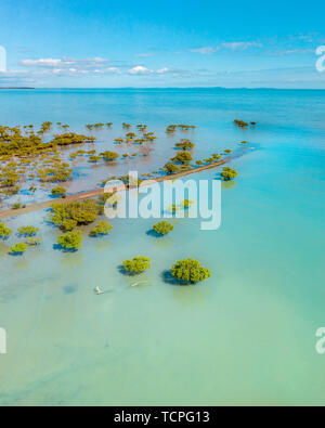 Tropischen Mangroven Antenne Landschaft mit wunderschönen türkisen Farbe, tropischen tress Vegetation in Australien Stockfoto