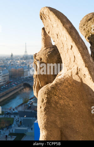 Tiere auf Notre Dame, Frankreich Stockfoto