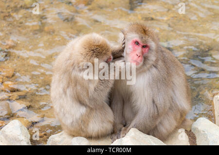 Japanische Snow monkey Makaken in Hot spring Onsen Jigokudani Monkey Park, Nakano, Japan Stockfoto