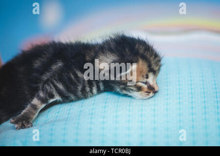 Wenig Milch Katze schlafend im Bett Stockfoto