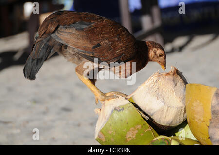 Bild von einem Huhn Kommissionierung auf eine Kokosnuss in der Crystal Bay in Nusa Penida, Indonesien Stockfoto