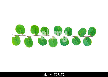 Weinpflanze klettern auf weißem Hintergrund mit Freistellungspfad isoliert Stockfoto