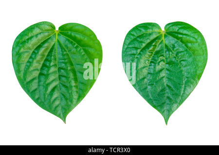 Wildbetal Leafbush (Piper sarmentosum Roxb.) isoliert auf weißem Hintergrund mit Freistellungspfad Stockfoto