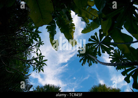 Low Angle View über tropische Pflanzen und Blätter mit einem schönen blauen Himmel im Hintergrund Stockfoto