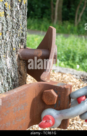 Detail der Bau eines transplantierten Elm Stockfoto