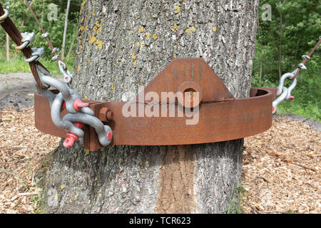 Detail der Bau eines transplantierten Elm Stockfoto