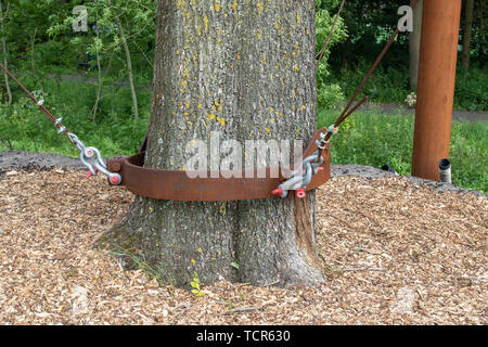 Detail der Bau eines transplantierten Elm Stockfoto