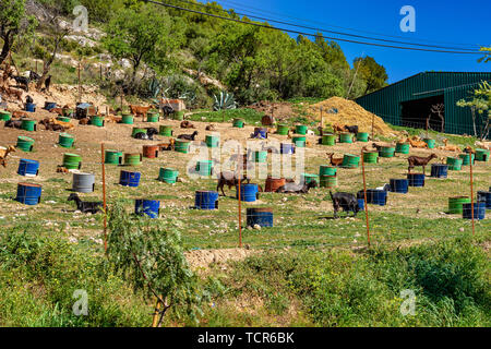 Ziegen in der Nähe von Algodonales in der Provinz Cadiz, Andalusien, Spanien Stockfoto