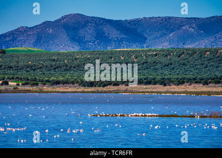 Flamingos in der Lagune Fuente de Piedra, Andalusien, Spanien Stockfoto