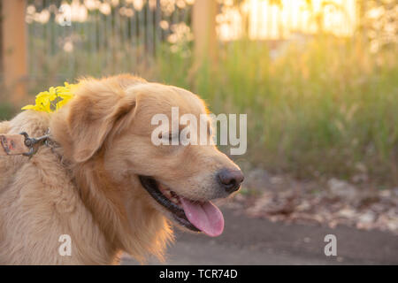 Golden Retriever auf Sonnenuntergang Natur Hintergrund Stockfoto