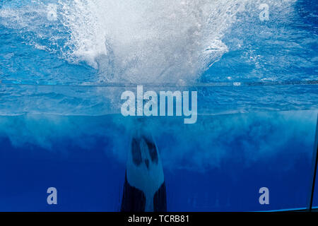 Haichang Ocean Park orca Performance in Shanghai. Stockfoto