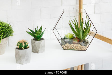 Florarium Vase mit Sukkulenten und Kakteen in Töpfen auf Rack. Stockfoto