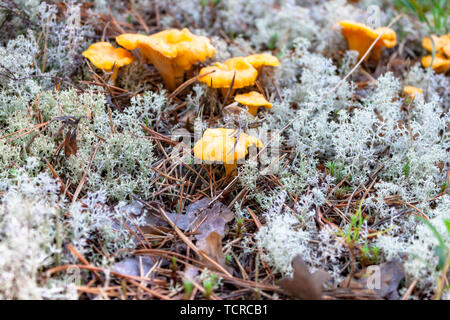 Paar gelbe Craterellus lutescens Fuß Pfifferlinge Pilz in weißen Flechten in den Norden. Stockfoto