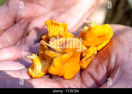 Paar hob gelb Craterellus lutescens Fuß Pfifferlinge in Händen Pilz Stockfoto
