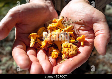 Paar hob gelb Craterellus lutescens Fuß Pfifferlinge in Händen Pilz Stockfoto