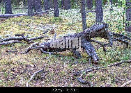 Trocken gefallenen Baum Baumstumpf getrocknet tot auf dem Moos auf dem Hintergrund der Nadelwald Stockfoto