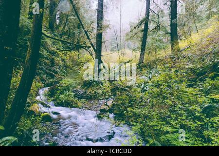 Schöner kleiner Fluss im Wald Stockfoto