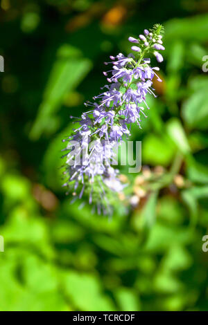 Violett Blau Blumen von Veronica longifolia oder longleaf speedwell in der Wiese oder im Wald auf grüne Natur Hintergrund. Selektive Weichzeichner. Text Stockfoto