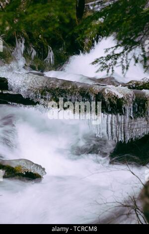 Schöne Aufnahme eines Flusses mit einer starken Strömung und Ein gefrorener Baumstamm im Winter in einem Wald Stockfoto