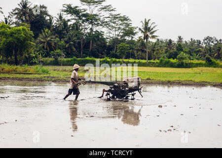 TUKAD, Indonesien - Januar 28, 2019: unbekannter Mann pflügen nass Reisfeld mit tilling Maschine auf die Insel Bali, Indonesien. Indonesien ist der 3. größte Stockfoto