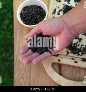 Nahaufnahme einer Hand mit Sonnenblumenkernen, Außenaufnahme Stockfoto