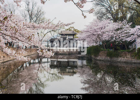 Kirschblüten im Huantouzhu, Wuxi Stockfoto