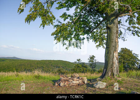 Einsamer Baum auf Wiese Stockfoto