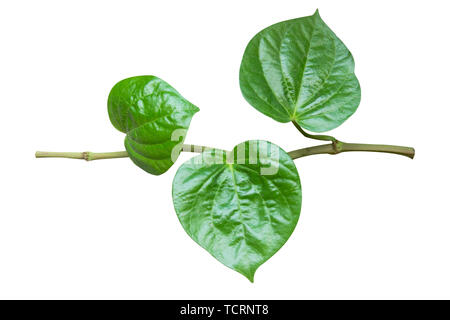 Wildbetal Leafbush (Piper sarmentosum Roxb.) isoliert auf weißem Hintergrund mit Freistellungspfad Stockfoto