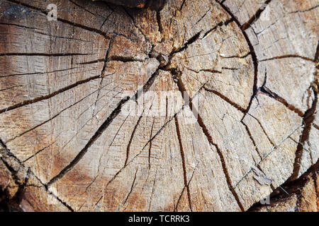 Baumstumpf gefällten Baum, Abschnitt des Stammes. Aus dem Stumpf eines gefällten Baumes Hintergrund Stockfoto