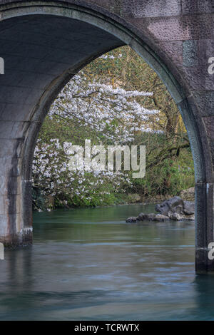 Kirschblüten am Fluss im Prince-au-Prince Bay Park, West Lake, Hangzhou Stockfoto