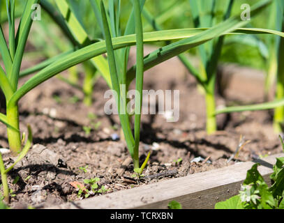 Grün Knoblauch Sprossen wachsen aus dem Boden Stockfoto