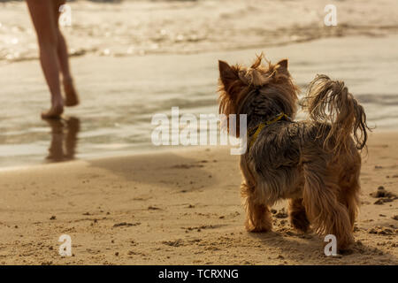 Yorkshire Terrier am Strand am Meer bei Sonnenuntergang und zu warten, bis jemand Stockfoto